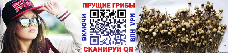 Псилоцибиновые грибы GOLDEN TEACHER  omg как войти  Находка 